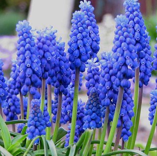 Мускари Blue Spike