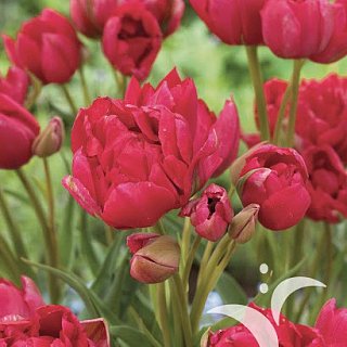 Тюльпан Estatic 3 шт мультифлора, De Ree