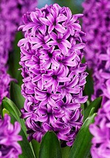 Гиацинт En Melang (10641)