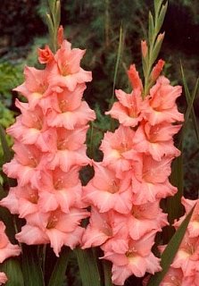 Гладиолус Spic and Span 3 шт крупноцветковый, De Ree