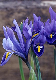 Ирис Jouce (10644)