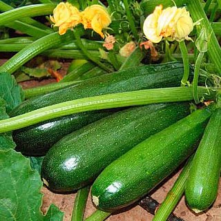 Кабачок Аэронавт 500 г ранний