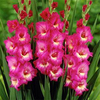 Гладиолус Windsong 3 шт крупноцветковый, De Ree