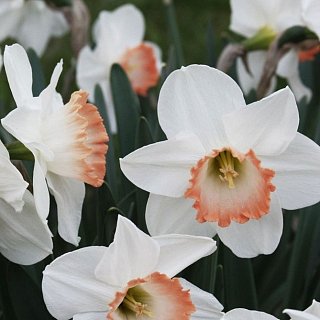 Нарцис Pink Pride 2 шт корончастий, De Ree