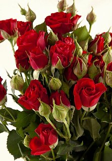 Троянда спрей червона