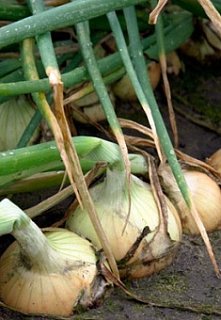 Цибуля Балстар F1 250000 насінин ріпчастий озимий ультраранній, Seminis