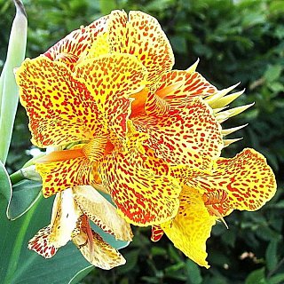 Канна En Avant, De Ree