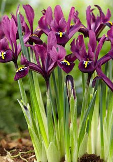 Ирис J.S.Dijt (10643)