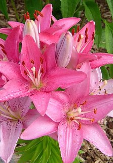 Лилия Cote D'Azur азиатская (10159), De Ree