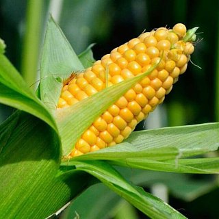 Кукуруза Санрайз F1 5000 семян ранняя сахарная, Agri Saaten