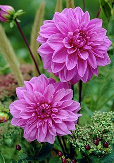 Георгина Lilac Time  декоративная крупная (10155), De Ree