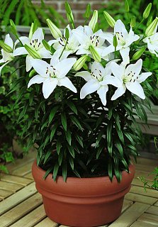 Лилия New Wave горшечная (10176), De Ree