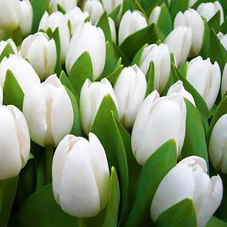 Тюльпан Royal Virgin 3 шт триумф, De Ree