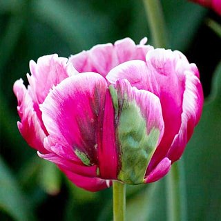 Тюльпан попугаевидный Destiny