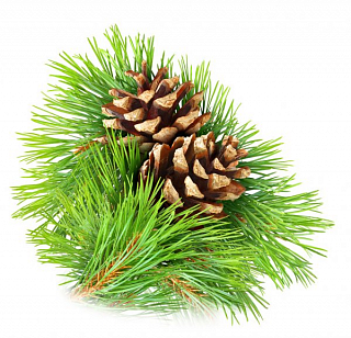 Защита ХВОИ и Вечнозеленых на 10 л сезонный набор препратов