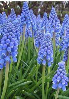 Мушкари Ocean Magic (10633)