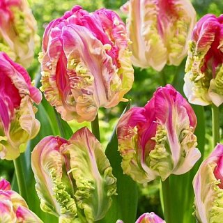 Тюльпан попугаевидный Webers Parrot (10600)