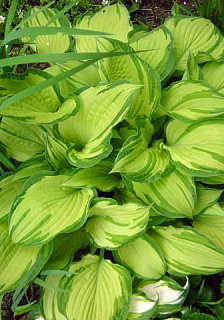 Хоста Fortunei Albopicta (10619)