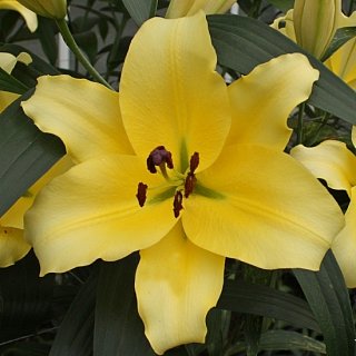 Лилия Faconnable с гигантским цветком (10822), De Ree