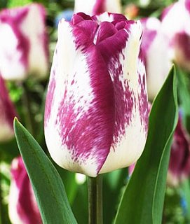 Тюльпан Shirley Dream 3 шт триумф, De Ree (10650)