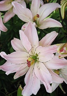 Лилия Spring Pink азиатская махровая (10168), De Ree