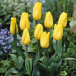 Тюльпан триумф Strong Gold