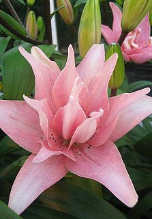 Лилия Aphrodite азиатская махровая (10291), De Ree