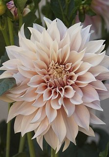 Георгина Cafe au Lait декоративная крупная (10152), De Ree