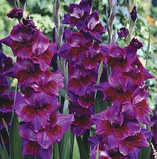 Гладиолус Velvet Eyes 3 шт крупноцветковый, De Ree