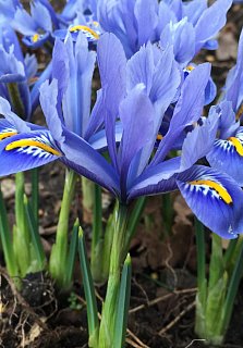 Ирис Alida (10645)