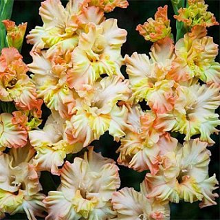 Гладиолус Painted Frizzle 3 шт гофрированный , De Ree