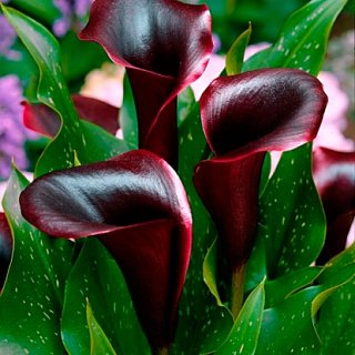 Калла Odessa великоквіткова (10829), De Ree