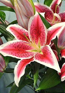 Лилия Starfighter ориентальная (10164), De Ree