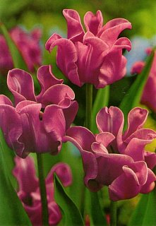 Тюльпан волнистый Witty Picture (10545)