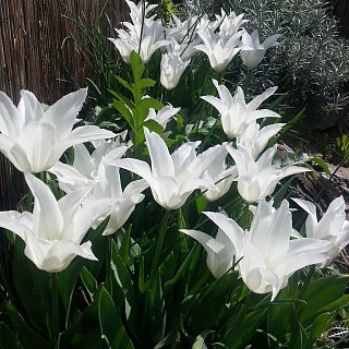 Тюльпан лилиевидный Tres Chic