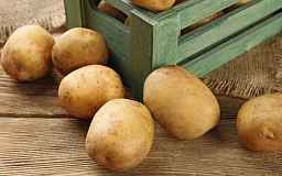 Семенной картофель: как выбрать качественный посадочный материал?