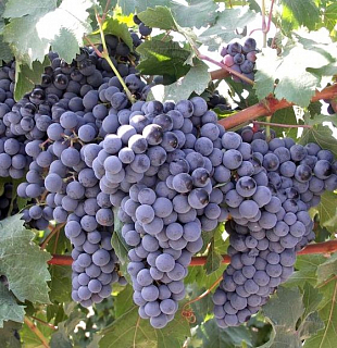 Саженцы винограда Комета