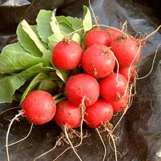 Редис Парто 250 г среднеранний, Agri Saaten