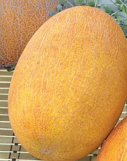 Диня Берегиня 500 г середньостигла