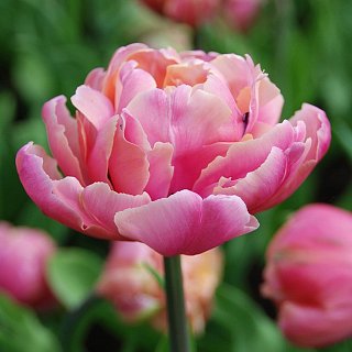 Тюльпан махровый Up Star