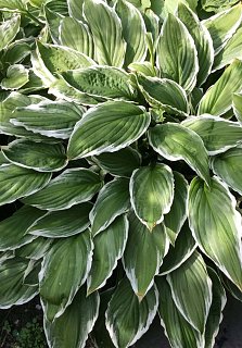 Хоста Undulata Albomarginata (10622)