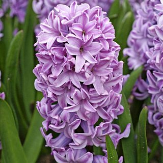 Гиацинт Splendid Cornelia