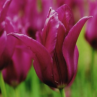 Тюльпан  Burgundy 3 шт лилиевидный De Ree