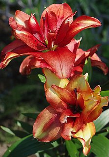 Лилия Coctail Twins азиатская махровая (10169), De Ree