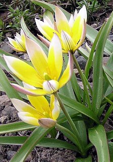 Тюльпан Tarda 3 шт ботанический, De Ree (10615)