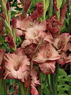 Гладиолус Buccaco серия Specialties (10134), De Ree