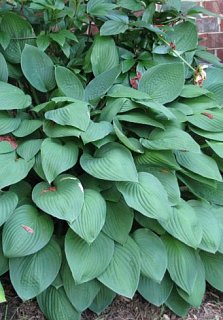 Хоста Fortunei Hyacinthina (10620)