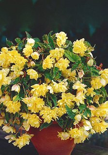 Бегония каскадная Double Yellow (10296), De Ree