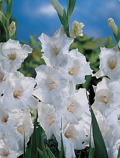 Гладиолус White Prosperty 3 шт крупноцветковый, De Ree