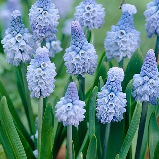 Мускари Azureum